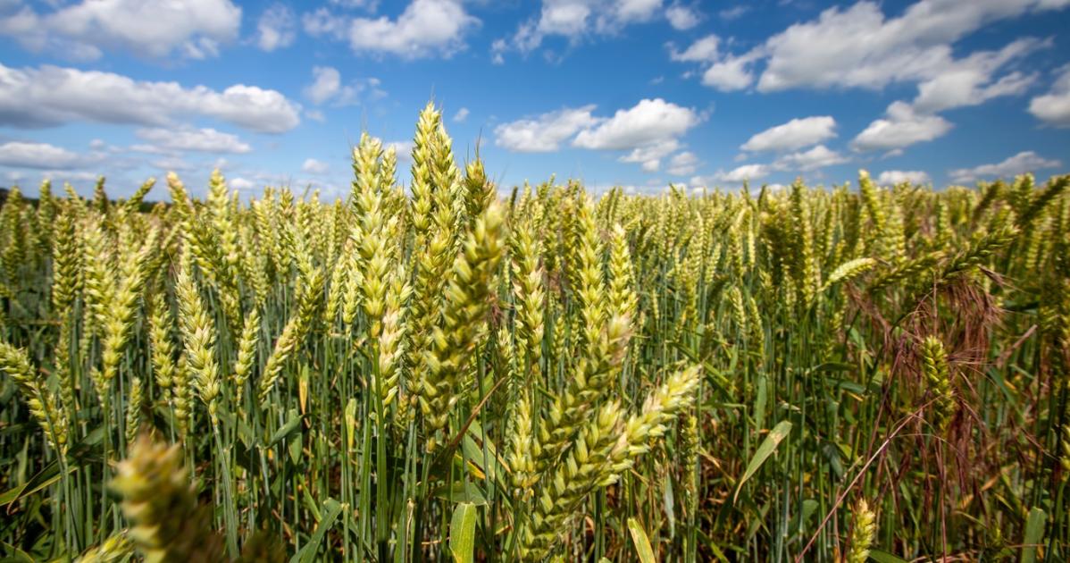 Módszer, amivel génszerkesztett, mégsem GMO a magyar búza Módszer, amivel génszerkesztett, mégsem GMO a magyar búza