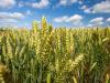 Módszer, amivel génszerkesztett, mégsem GMO a magyar búza