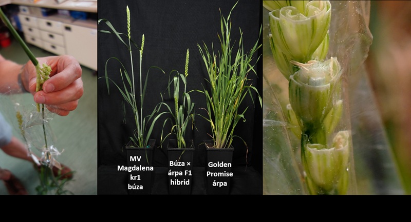 Búza-árpa hibridizáció a hasznos tulajdonság bevitele érdekében