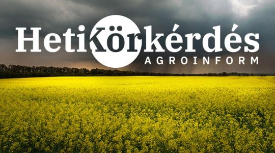 Veszélyben a repce? Így védekezhetünk a kártevők ellen – Heti Körkérdés