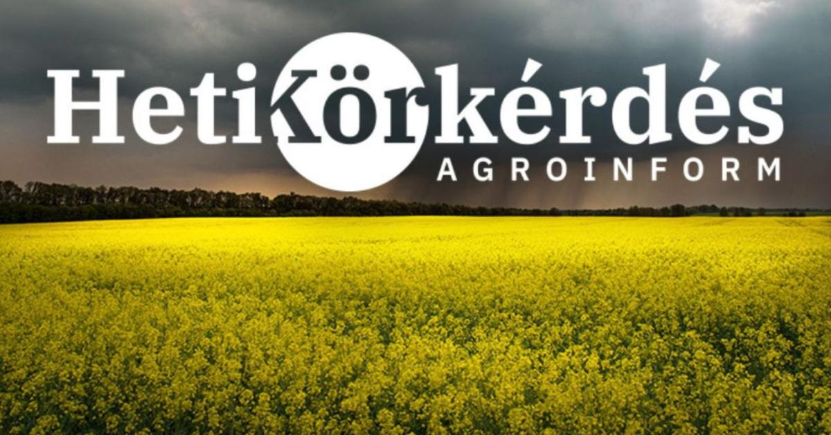 Veszélyben a repce? Így védekezhetünk a kártevők ellen – Heti Körkérdés