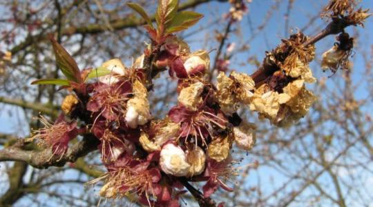 Veszélyben a kajszi: egyszerre támad a fagy és a monília – így menthető a termés