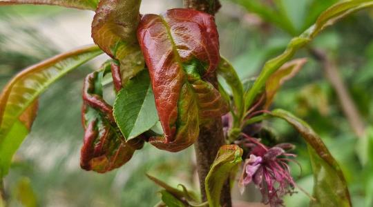 Mire meglátod a tüneteket, már elkéstél: így mentsd meg az őszibarackodat a tafrinától!