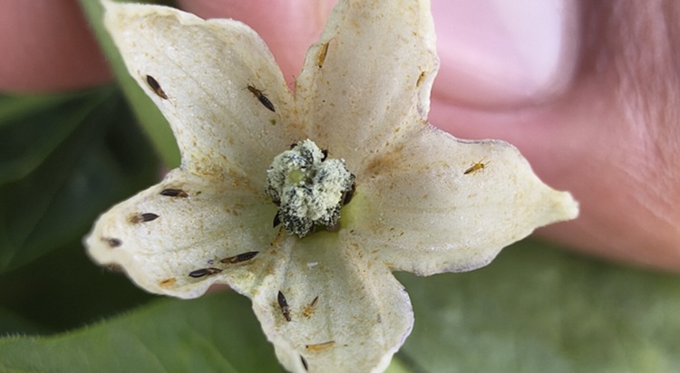 Thrips parvispinus chilivirágon