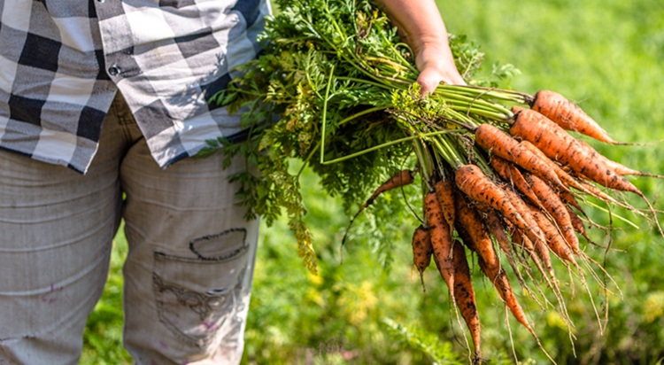 Heterogének a spanyol a répaállományok