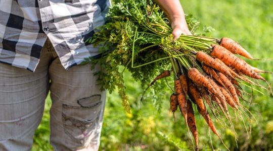 Túl sok a jóból: ezért csökken idén a spanyol répatermés
