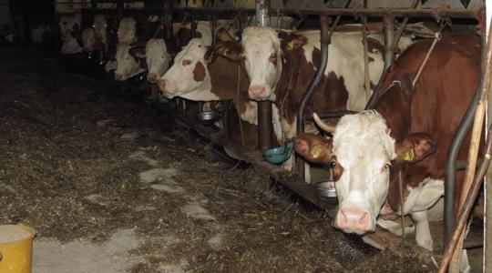 7 milliárdos mentőöv a tejágazatnak: mutatjuk, kinek jár automatikusan a pénz +VIDEÓ