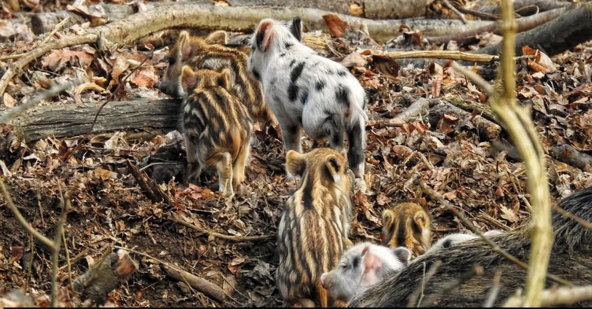 Ha ezt látod az erdőben, azonnal fordulj vissza: életveszélyes lehet a találkozás! Ha ezt látod az erdőben, azonnal fordulj vissza: életveszélyes lehet a találkozás!