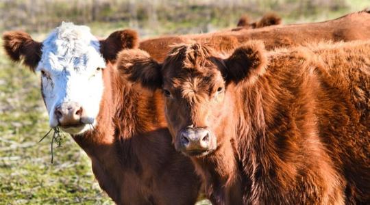 Most még elmondhatod a véleményedet az EU Állattenyésztési Stratégiájáról!