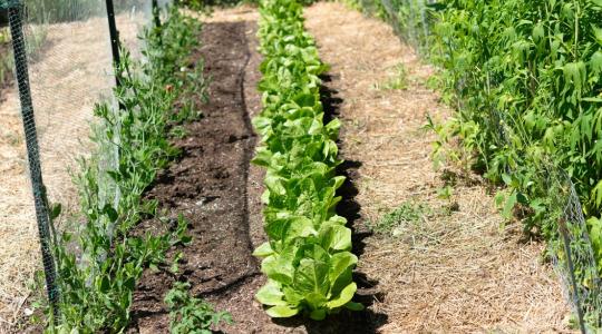 Miért ne ültess soha paradicsomot a burgonya mellé?