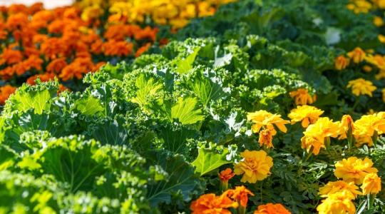 Ez durva! Ezek a növények helyetted dolgoznak a kertedben!