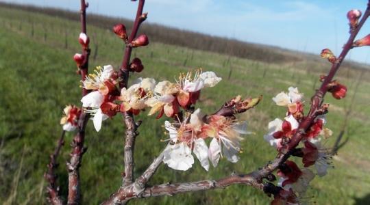 70%-os állami támogatás növénybiztosításra: Itt az új, online módszer az igényléshez