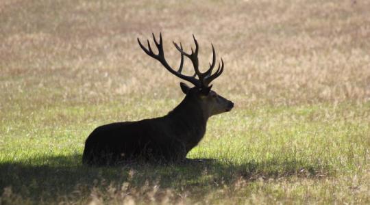 Ez durva! Tudd meg, mi áll az agancshullás hátterében!