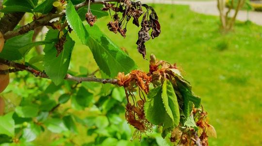 Elviheti a teljes termést a monília – Most dől el a kajszi és a meggy sorsa! Elviheti a teljes termést a monília – Most dől el a kajszi és a meggy sorsa!