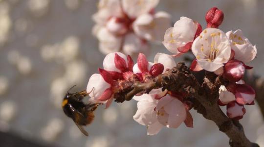 Agrometeorológia: hetekkel korábban ébredt a természet, de érkezik a szárazság és a fagy