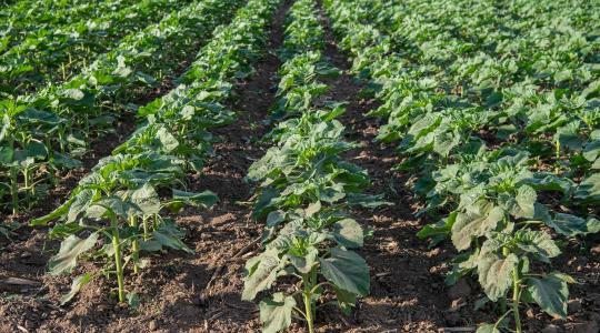 10 tény, amit tudnia kell a Dell’’ Agro Plus-ról!