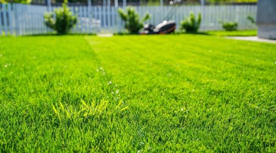 Filléres trükktől lesz gyönyörű a gyeped!