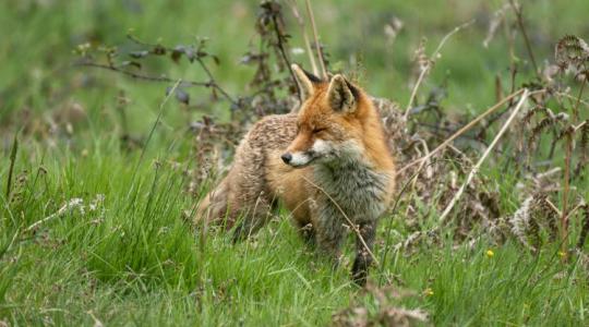 Életveszélyes jó szándék: miért tilos hozzányúlni a beteg rókákhoz? Életveszélyes jó szándék: miért tilos hozzányúlni a beteg rókákhoz?