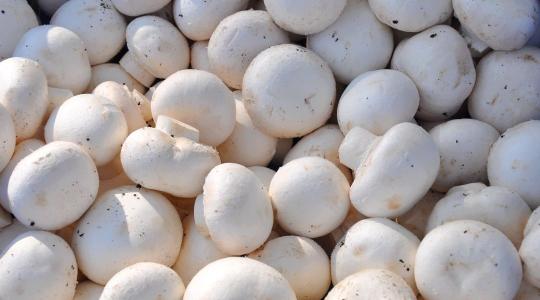 Váratlan ellenőrzések a gombatermesztőknél: vajon mindent rendben találtak? Váratlan ellenőrzések a gombatermesztőknél: vajon mindent rendben találtak?