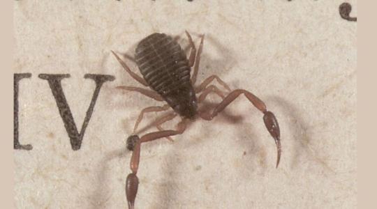 Skorpiónak látszik, de a poratkák réme: miért ne félj az álskorpiótól?