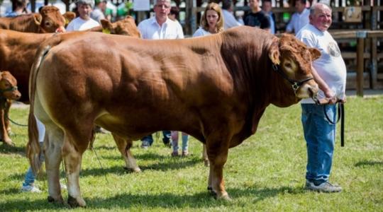 Állattartók, figyelem, lerántották a leplet a magyar limousin-siker titkáról