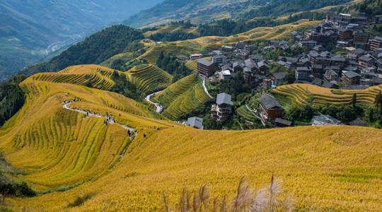 Kétszer aratnak egy vetésből: a technológia, amivel rekordhozamot érnek el a rizsföldeken Kétszer aratnak egy vetésből: a technológia, amivel rekordhozamot érnek el a rizsföldeken