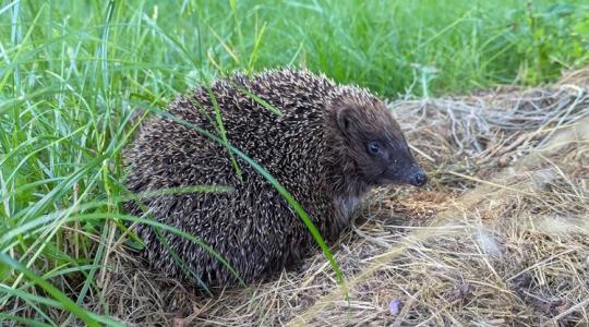 A sünök tél végi ébredése: mit tegyél, ha februárban meglátod?