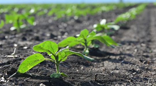 Kettős hatású vadriasztó a nyulak elleni védelemre napraforgóban