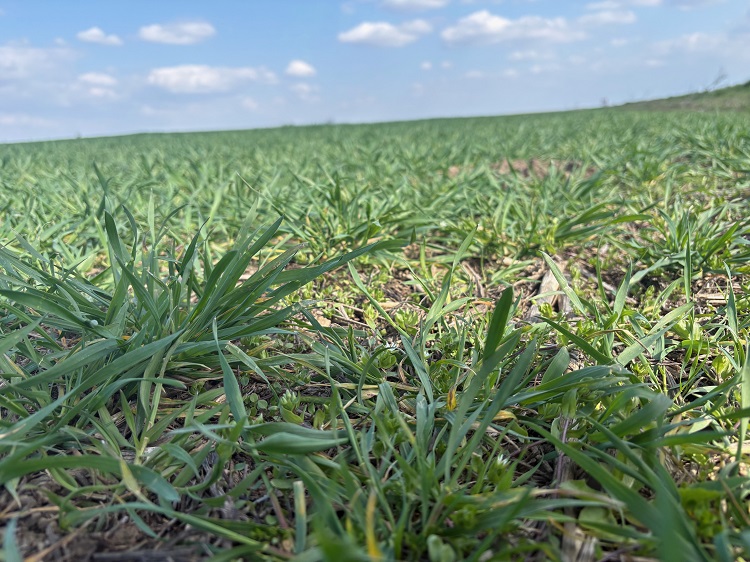 gyomirtás gyomirtás