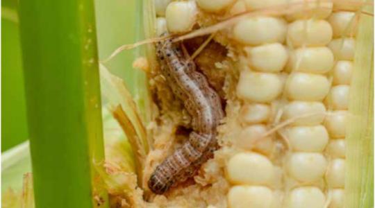 Akár 1500 petét is rakhat: az inváziós kártevő, amely észrevétlenül tarolhatja le a magyar földeket Akár 1500 petét is rakhat: az inváziós kártevő, amely észrevétlenül tarolhatja le a magyar földeket