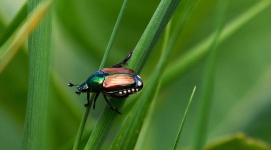 Több mint 400 tápnövény: a szőlőtől a kukoricáig minden veszélyben van a japán cserebogár miatt