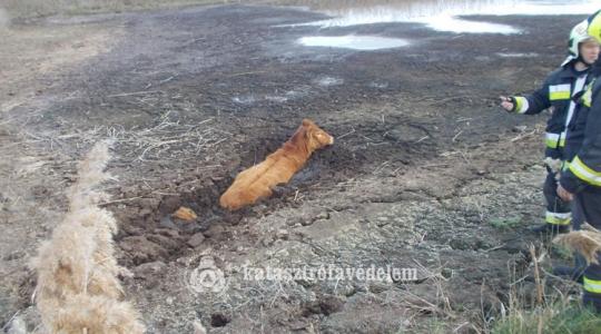 Minden másodperc számított: drámai mentés zajlott az ülepítőnél