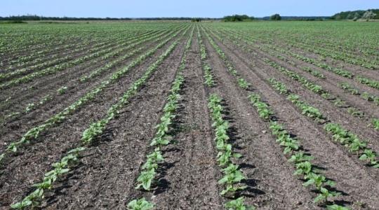 Napraforgó-gyomirtás száraz körülmények között 