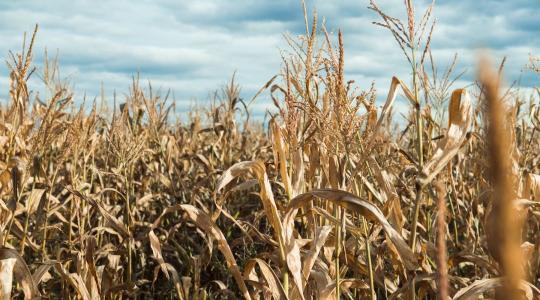 Veszélyes adatok az Alföldről: megismétlődhet a 2022-es történelmi aszály?