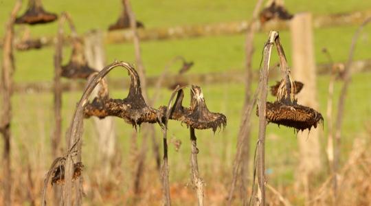 2027 a szélsőségek éve lesz: hőhullámok és villámárvizek fenyegetik a mezőgazdaságot