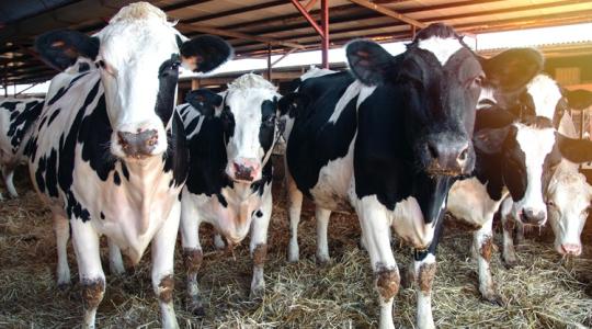 Ahrhoff–Bentley–Ecofarmtech Szarvasmarha szakmai találkozó 2026