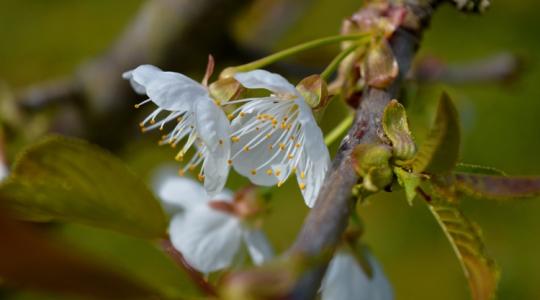 Időjárás: Kritikus órák jönnek a határban Időjárás: Kritikus órák jönnek a határban