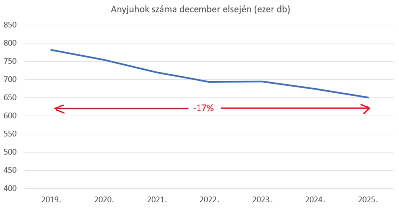 A magyar anyajuhállomány alakulása