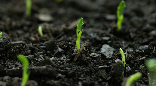Ébresztő a talajnak: így turbózhatja fel a gyökérkörnyezetet a hideg tavaszi napokon Ébresztő a talajnak: így turbózhatja fel a gyökérkörnyezetet a hideg tavaszi napokon