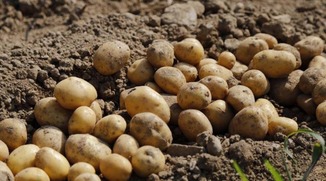 Nagy bajban van a hazai a burgonyaágazat: Tömegesen adják el gépeiket a magyar gazdák