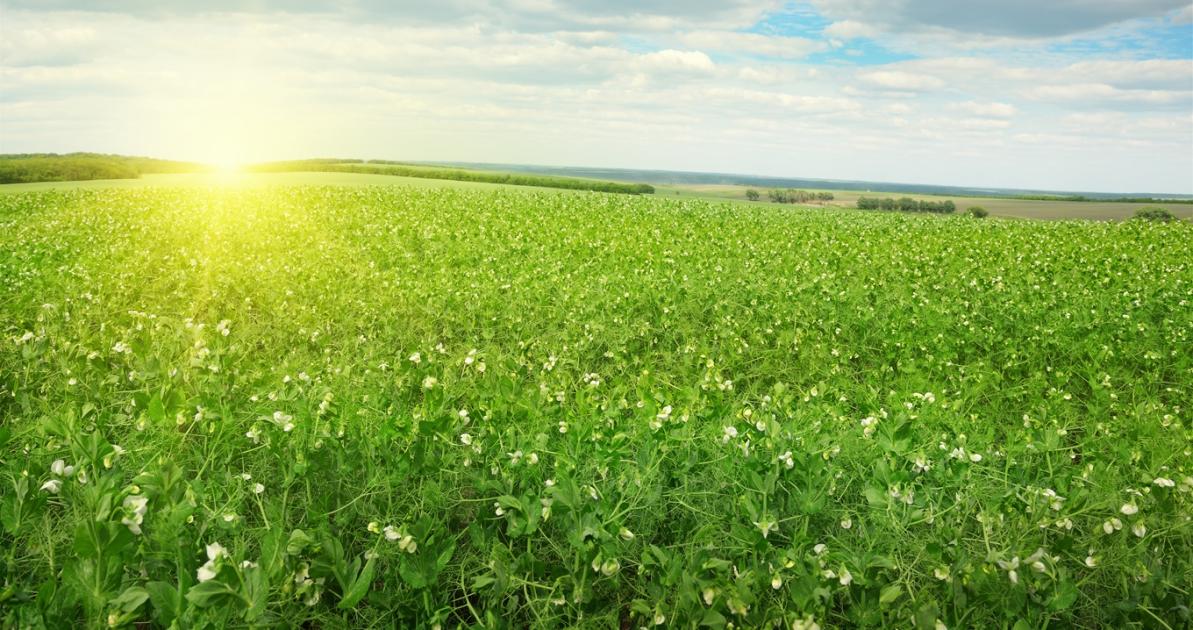Megugrott a takarmányborsó termelése – Így marad idén is? Megugrott a takarmányborsó termelése – Így marad idén is?