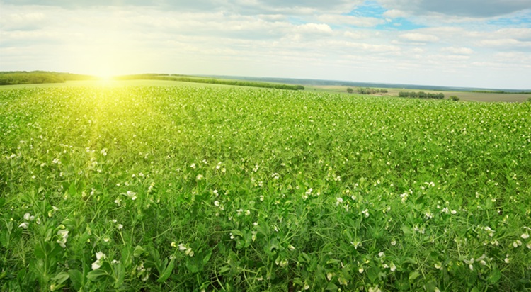 Vajon mekkora lesz a borsó területe?