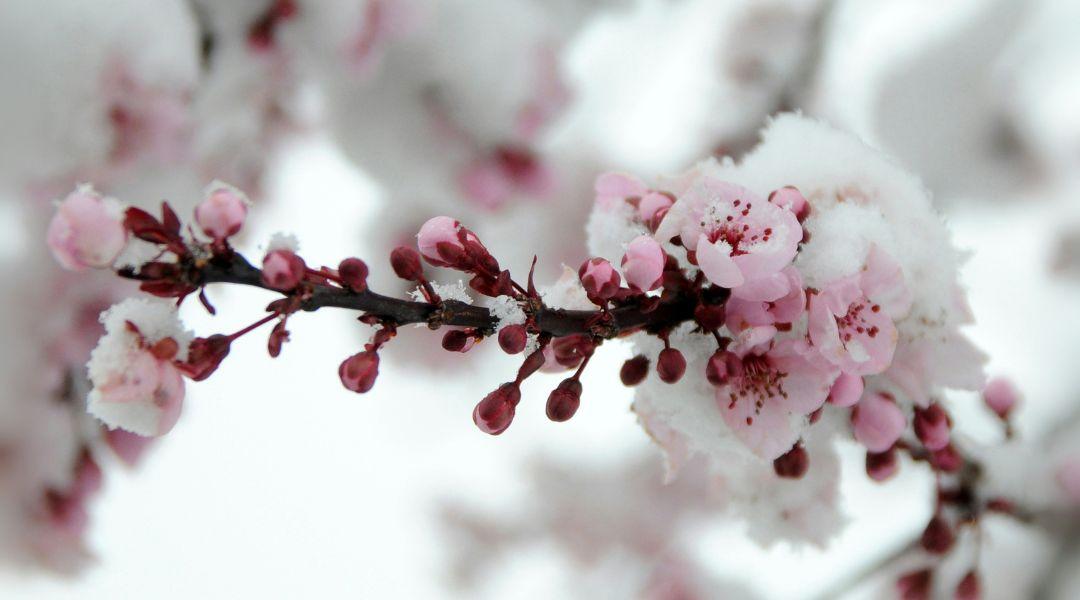 Visszatér a tél? Veszélyben a korai vetés és a gyümölcsfák