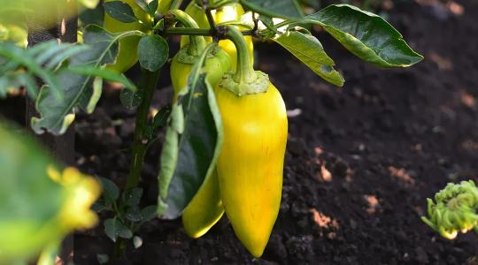 A talaj rejtett motorja: mi történik valójában a gyökérzónában a kezelés után?