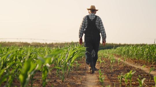 Kukorica: akadnak még rések a pajzson, te se add fel!