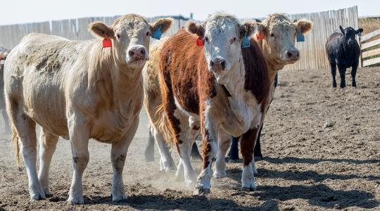 Mindenki kínlódik, de az egyik szektor kész aranybánya