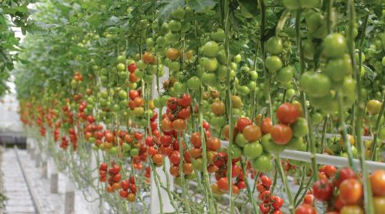 Korszakváltás a paradicsomtermesztésben: jön a robot, amely képes teljesen kiváltani az emberi beavatkozást