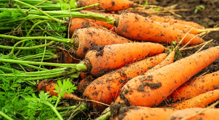 Sárgarépa: hol magas, hol alacsony az ára