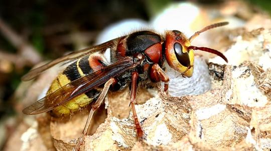 Ha ezt tudod, a darazsak és a szúnyogok is távol maradnak a kertedtől! Ha ezt tudod, a darazsak és a szúnyogok is távol maradnak a kertedtől!