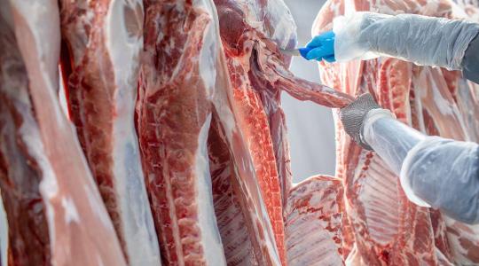 Salmonella és romlást okozó baktériumok: kritikus napok a hús tárolásában